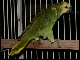 Chaco Blue Fronted Amazon Xanthopteryx